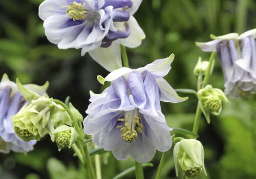 Grow bee-attracting aquilegias Aquilegia vulgaris 'Double Pale Blue' by Helen McKerral